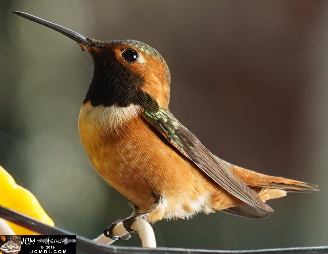 Allens Hummingbird male